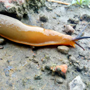 slug-spiritual-meaning